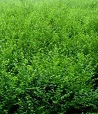 供應(yīng)價格*的優(yōu)質(zhì)小葉女貞