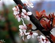 供應(yīng)紅葉李