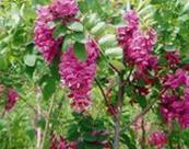 供應(yīng)香花槐