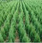 供應(yīng)品種齊全質(zhì)量*的綠化苗木