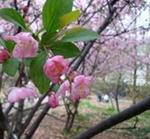 供應便宜櫻花供應商