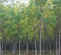 供應(yīng)香花槐