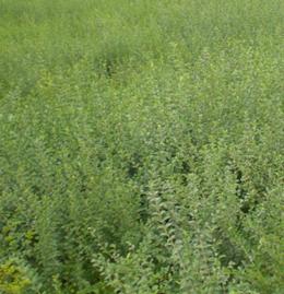 供應(yīng)價格*的優(yōu)質(zhì)小葉女貞