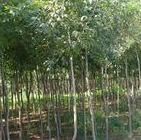 供應(yīng)白蠟電話15037499860