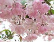 供應便宜櫻花供應商