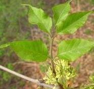 供應(yīng)白蠟電話15037499860