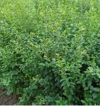 供應(yīng)價格*的優(yōu)質(zhì)小葉女貞