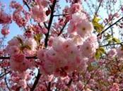 供應便宜櫻花供應商