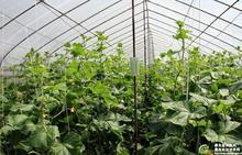 供應(yīng)蔬菜暖風(fēng)爐