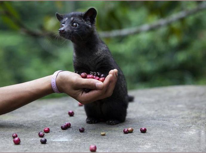 麝香猫咖啡芳林麝香猫咖啡豆图片