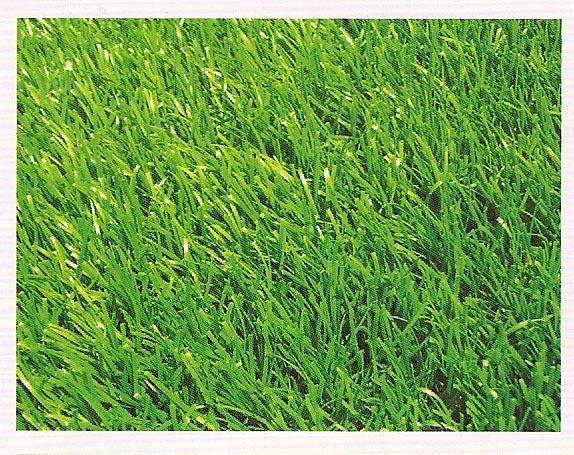 運動場地地坪圖片/運動場地地坪樣板圖 (2)