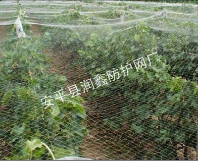 供應(yīng)天津防鳥(niǎo)網(wǎng)