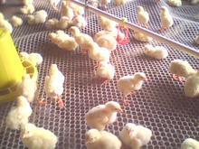 安平縣潤(rùn)鑫防護(hù)網(wǎng)廠專業(yè)生產(chǎn)各種規(guī)格建筑防護(hù)網(wǎng)、安全網(wǎng)、體育網(wǎng)等