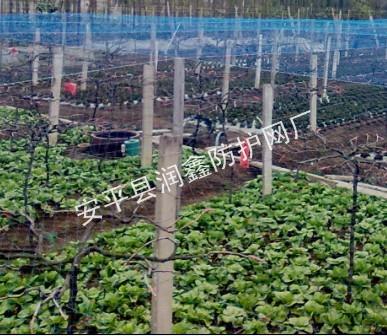 遼寧防鳥網(wǎng)圖片