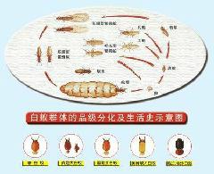 东莞市装修白蚁防治厂家