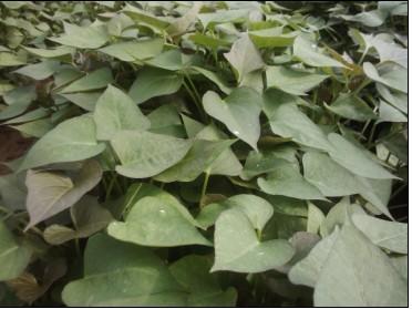 供應(yīng)高淀粉紅薯苗，高淀粉紅薯苗價(jià)格，高淀粉紅薯苗種植，高淀粉紅薯苗