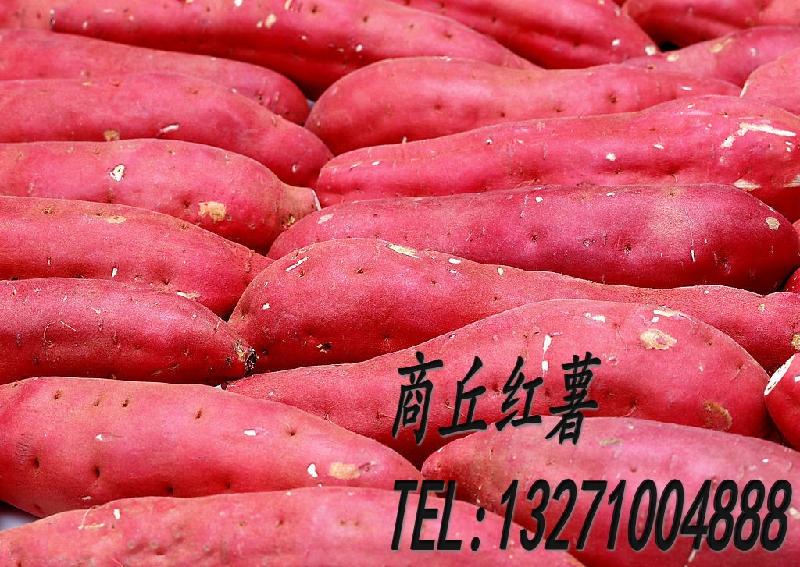 供應(yīng)河南紅薯苗商丘紅薯苗民權(quán)紅薯苗，王橋紅薯苗，民權(quán)紅薯苗