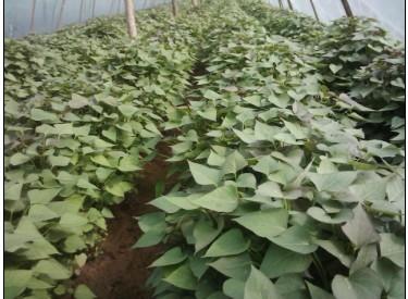 供應(yīng)商薯19紅薯苗，商薯19紅薯種，高淀粉商薯19，高產(chǎn)商薯19，