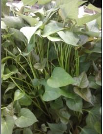 供應(yīng)紅薯，紅薯苗，紅薯種，高淀粉紅薯，商薯19紅薯，