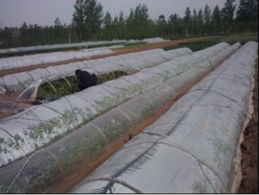 供應(yīng)商薯19紅薯苗，商薯19紅薯種，高淀粉商薯19，高產(chǎn)商薯19，