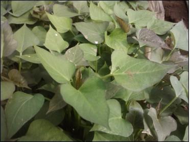 供應(yīng)高淀粉紅薯苗，高淀粉紅薯苗價(jià)格，高淀粉紅薯苗種植，高淀粉紅薯苗