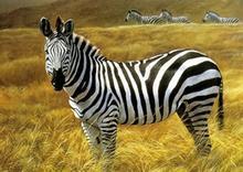 仿真動植物圖片/仿真動植物樣板圖 (2)