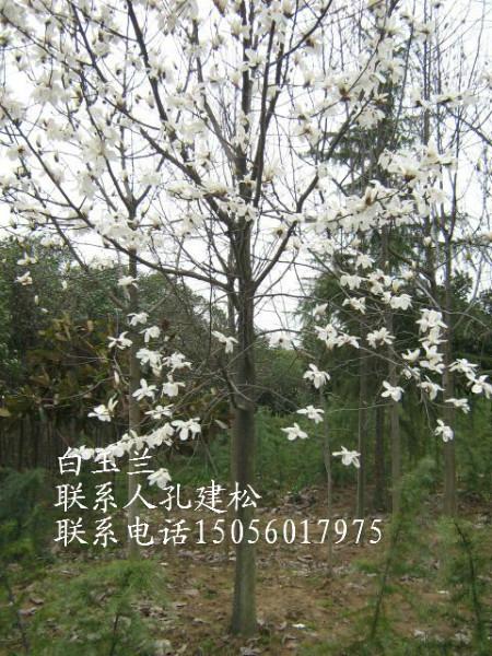 供應(yīng)安徽肥西大葉女貞廣玉蘭白玉蘭紫薇香樟桂花烏桕價格圖片