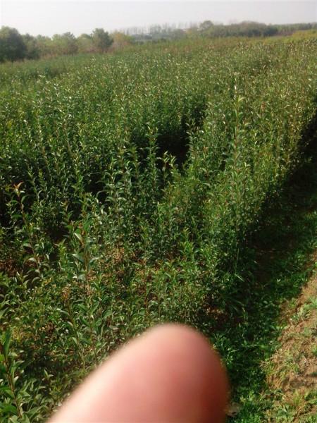 供應(yīng)安徽肥西紅葉李小苗紅葉桃小苗大葉女貞小苗烏桕小苗紫薇小苗