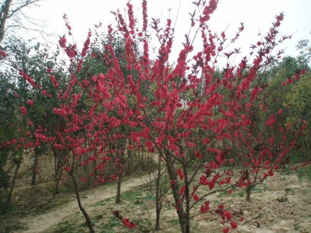 供应安徽肥西红叶碧桃，红/紫叶李，乌桕，大叶女贞，金桂