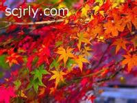 供應(yīng)九寨溝春節(jié)包車