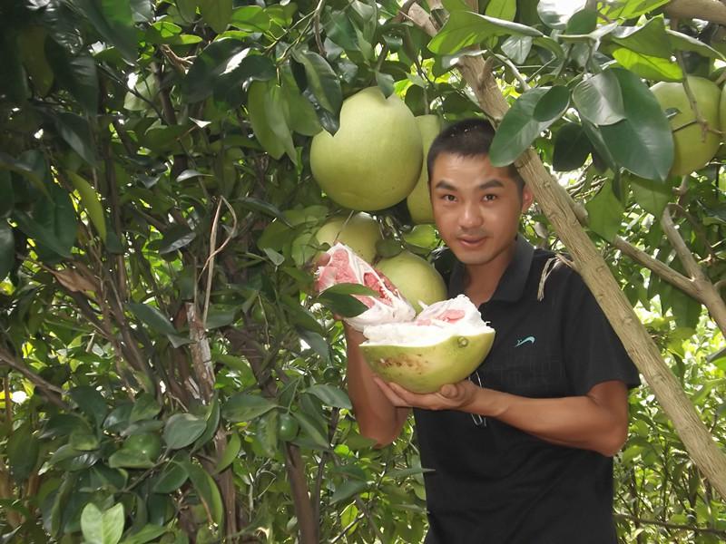 供應(yīng)紅肉蜜柚小苗