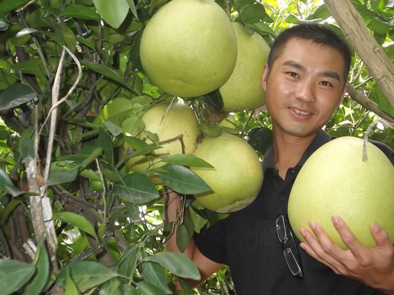 供應(yīng)紅肉蜜柚小苗