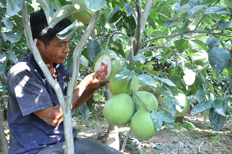 供應(yīng)紅肉蜜柚小苗