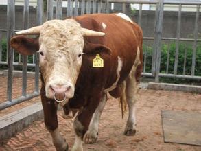 供應(yīng)陜西銅川養(yǎng)牛場(chǎng)