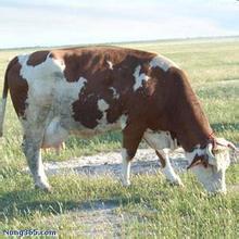 供應(yīng)陜西寶雞養(yǎng)牛場