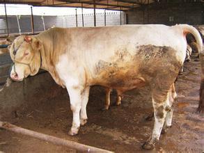 供應(yīng)陜西銅川養(yǎng)牛場(chǎng)