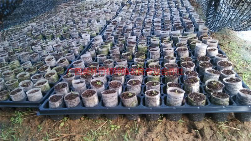 供應(yīng)南寧桉樹輕基質(zhì)杯批發(fā)市場(chǎng),南寧桉樹輕基質(zhì)杯價(jià)錢,南寧桉樹輕基質(zhì)杯