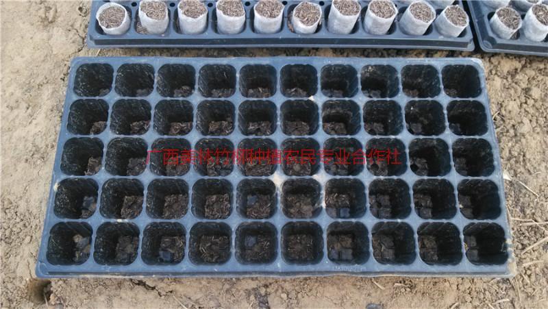 供應(yīng)速生桉苗*輕基質(zhì)杯供應(yīng)商，速生桉苗*輕基質(zhì)杯價錢