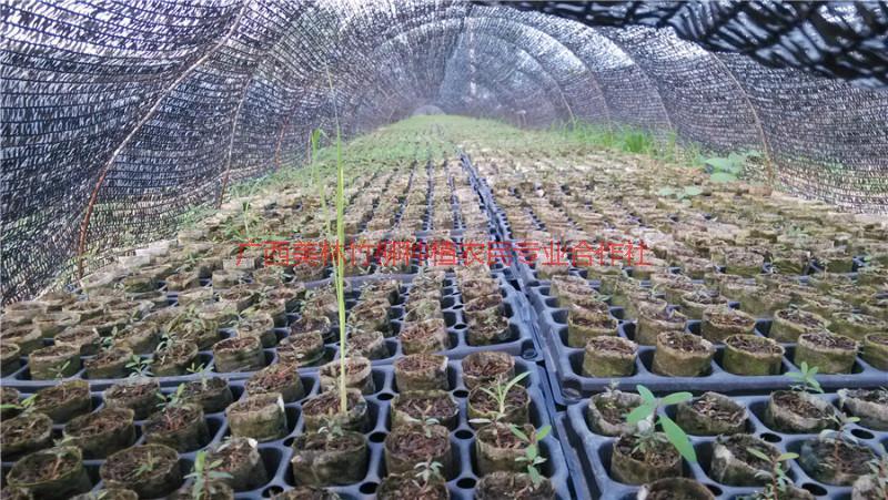 供應(yīng)速生桉苗*輕基質(zhì)杯供應(yīng)商，速生桉苗*輕基質(zhì)杯價錢
