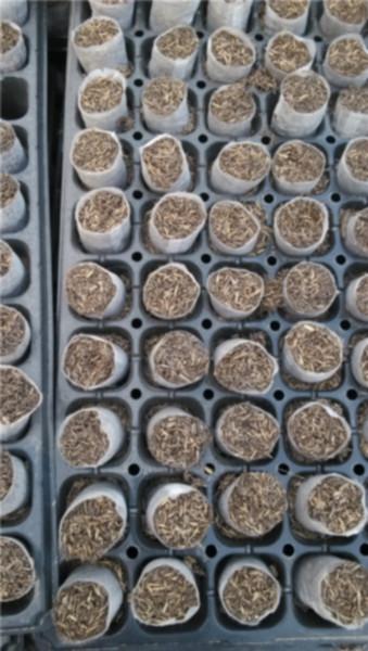 供應(yīng)南寧速生桉輕基質(zhì)杯 南寧輕基質(zhì)杯 南寧輕基質(zhì)營(yíng)養(yǎng)杯