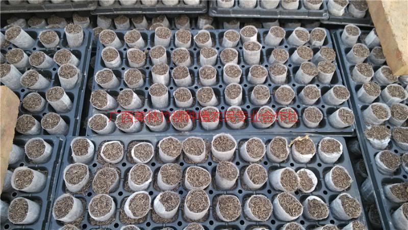 供應(yīng)廣西速生桉輕基質(zhì)杯 廣西輕基質(zhì)杯 廣西輕基質(zhì)營(yíng)養(yǎng)杯