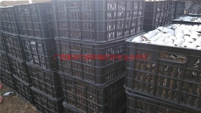 供應(yīng)南寧速生桉輕基質(zhì)杯 南寧輕基質(zhì)杯 南寧輕基質(zhì)營(yíng)養(yǎng)杯