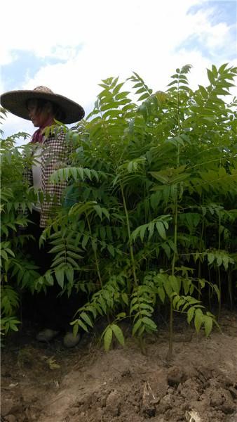 紅椿木云南圖片