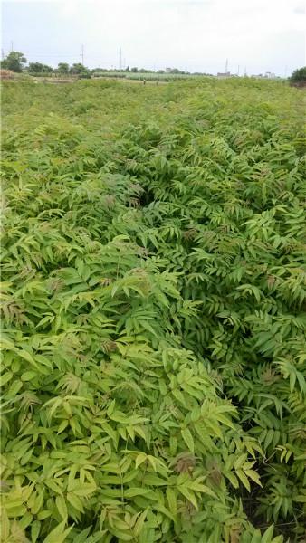 供應(yīng)紅椿木苗基地 紅椿樹生產(chǎn)批發(fā) 紅椿樹苗木供應(yīng)