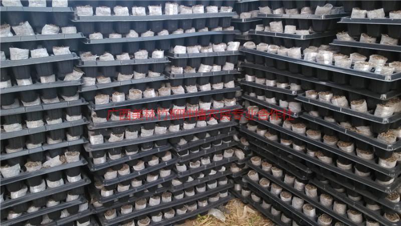 供應(yīng)廣西速生桉輕基質(zhì)杯 廣西輕基質(zhì)杯 廣西輕基質(zhì)營(yíng)養(yǎng)杯