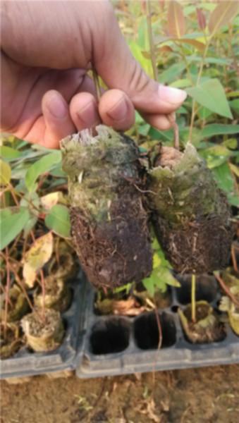 供應(yīng)廣西速生桉輕基質(zhì)營(yíng)養(yǎng)杯供應(yīng)商，速生桉輕基質(zhì)營(yíng)養(yǎng)杯價(jià)錢