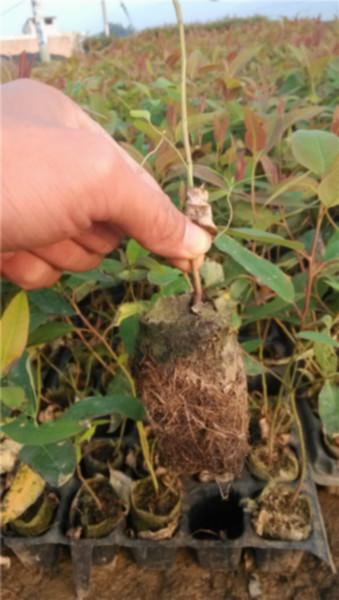 供應(yīng)廣西南寧桉樹輕基質(zhì)杯供貨商,南寧桉樹輕基質(zhì)杯直銷商