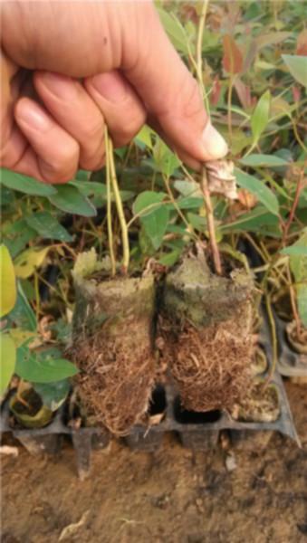 供應速生桉輕基質杯南寧賓陽  輕基質杯 輕基質營養(yǎng)杯南寧賓陽