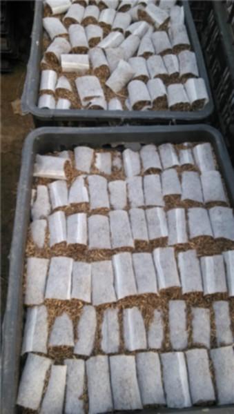 供應(yīng)廣西南寧桉樹輕基質(zhì)杯供貨商,南寧桉樹輕基質(zhì)杯直銷商