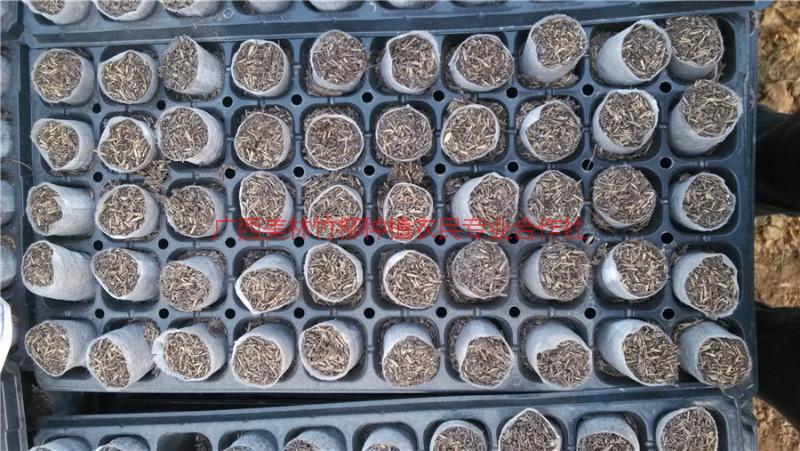 供應(yīng)速生桉輕基質(zhì)杯 速生桉輕基質(zhì)營(yíng)養(yǎng)杯 輕基質(zhì)杯 輕基質(zhì)營(yíng)養(yǎng)杯